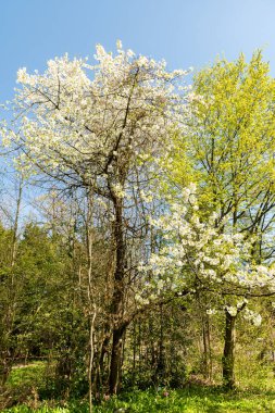 Zürih, İsviçre, 8 Nisan 2025 Prunus Avium veya botanik bahçesindeki yabani kiraz bitkisi