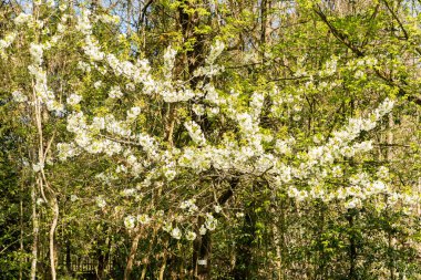 Zürih, İsviçre, 8 Nisan 2025 Prunus Avium veya botanik bahçesindeki yabani kiraz bitkisi