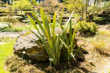Zürih, İsviçre, 8 Nisan 2025 Phormium Tenax veya botanik bahçesindeki Yeni Zelanda keten bitkisi