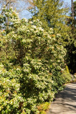 Zürih, İsviçre, 8 Nisan 2025 Pieris Japonica veya botanik bahçesindeki Japon andromeda fabrikası