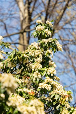 Zürih, İsviçre, 8 Nisan 2025 Pieris Japonica veya botanik bahçesindeki Japon andromeda fabrikası