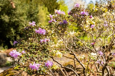 Zürih, İsviçre, 8 Nisan 2025 Rhododendron Russatum veya botanik bahçesindeki morumsu mavi rhododendron fabrikası