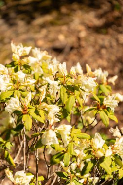 Zürih, İsviçre, 8 Nisan 2025 Botanik Bahçesindeki Rododendron Keiskei fabrikası
