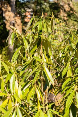 Zürih, İsviçre, 8 Nisan 2025 Botanik Bahçesindeki Hunnewellianum fabrikası