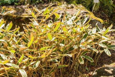 Zürih, İsviçre, 8 Nisan 2025 Sasa Veitchii bitkisi botanik bahçesinde