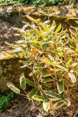 Zürih, İsviçre, 8 Nisan 2025 Sasa Veitchii bitkisi botanik bahçesinde