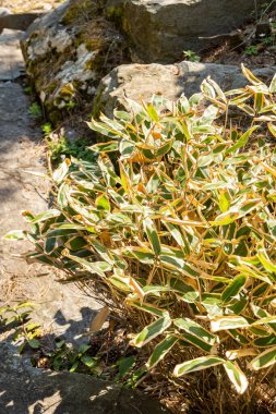 Zürih, İsviçre, 8 Nisan 2025 Sasa Veitchii bitkisi botanik bahçesinde