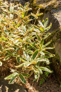 Zürih, İsviçre, 8 Nisan 2025 Sasa Veitchii bitkisi botanik bahçesinde