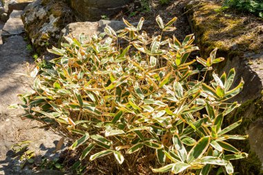 Zürih, İsviçre, 8 Nisan 2025 Sasa Veitchii bitkisi botanik bahçesinde