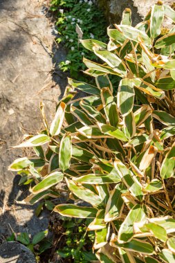 Zürih, İsviçre, 8 Nisan 2025 Sasa Veitchii bitkisi botanik bahçesinde