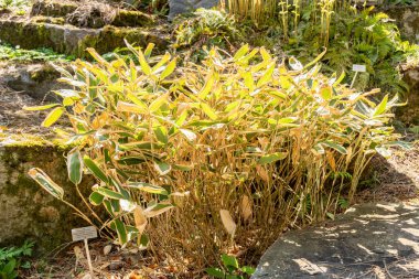 Zürih, İsviçre, 8 Nisan 2025 Sasa Veitchii bitkisi botanik bahçesinde