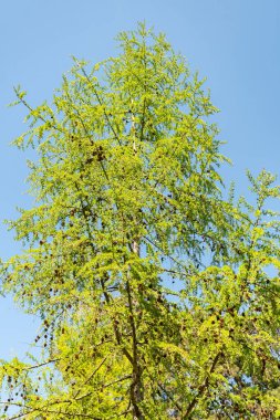 Zürih, İsviçre, 8 Nisan 2025 Larix X Eurolepis bitkisi botanik bahçesinde.