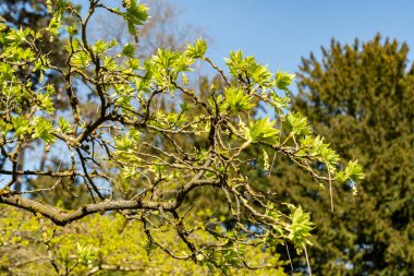 Zürih, İsviçre, 8 Nisan 2025 Staphylea Pinnata veya botanik bahçesindeki Avrupa mesanesi