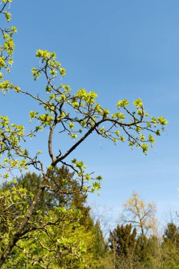 Zürih, İsviçre, 8 Nisan 2025 Staphylea Pinnata veya botanik bahçesindeki Avrupa mesanesi
