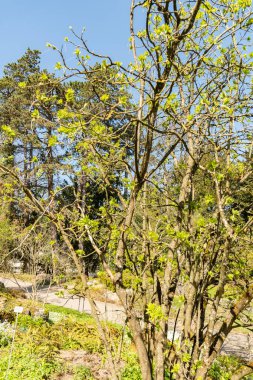 Zürih, İsviçre, 8 Nisan 2025 Staphylea Pinnata veya botanik bahçesindeki Avrupa mesanesi