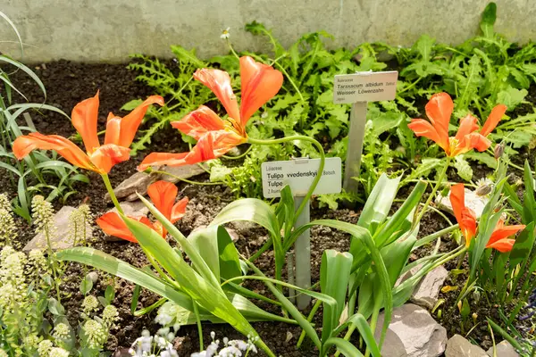 Saint Gallen, İsviçre, 4 Nisan 2025 Tulipa Vvedenskyi bitkisi botanik bahçesinde.