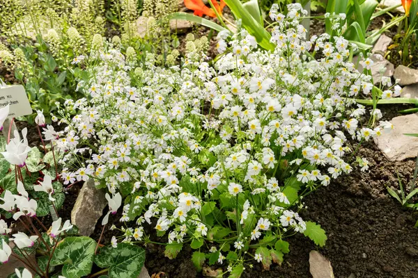 Saint Gallen, İsviçre, 4 Nisan 2025 Botanik Bahçesindeki Primula Nutaniflora fabrikası