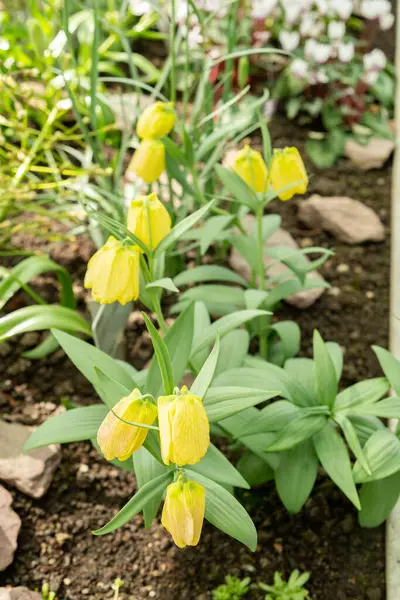 Saint Gallen, İsviçre, 4 Nisan 2025 Fritillaria Pallidiflora veya botanik bahçesindeki Sibirya Fritillaria fabrikası