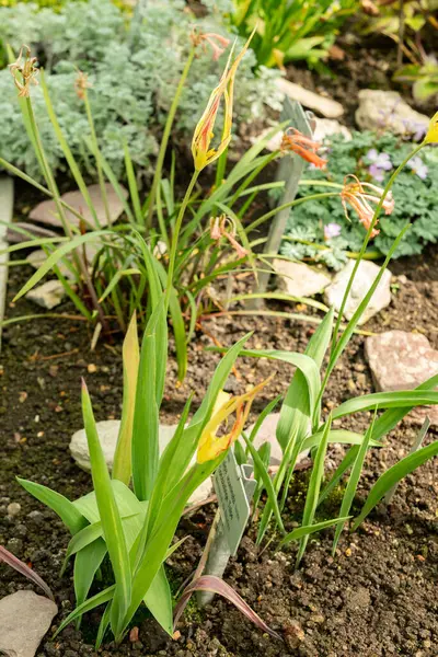 Saint Gallen, İsviçre, 4 Nisan 2025 Tulipa Acuminata bitkisi botanik bahçesinde.