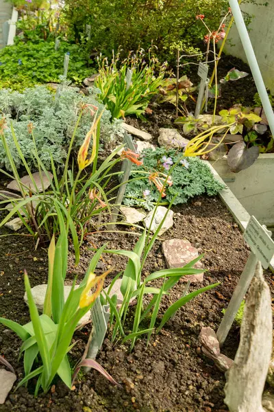 Saint Gallen, İsviçre, 4 Nisan 2025 Tulipa Acuminata bitkisi botanik bahçesinde.