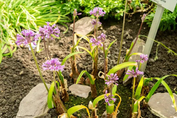 Saint Gallen, İsviçre, 4 Nisan 2025 Tulbaghia Simmleri veya botanik bahçesindeki pembe agapanthus bitkisi