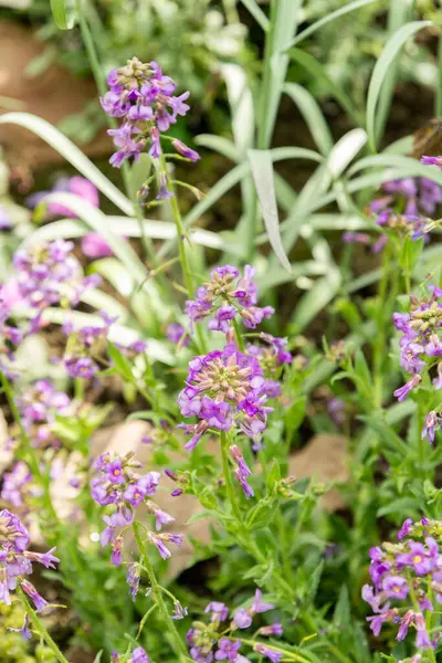 Saint Gallen, İsviçre, 4 Nisan 2025 Hesperis Bicuspidata Tesisi Botanik Bahçesi