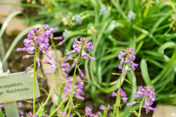 Saint Gallen, İsviçre, 4 Nisan 2025 Hesperis Bicuspidata Tesisi Botanik Bahçesi