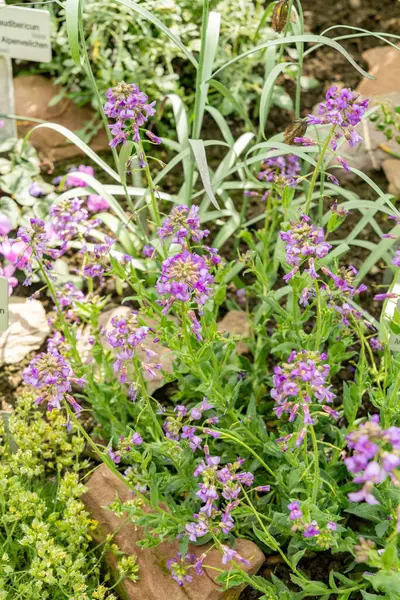Saint Gallen, İsviçre, 4 Nisan 2025 Hesperis Bicuspidata Tesisi Botanik Bahçesi