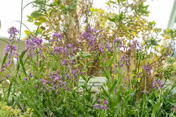 Saint Gallen, İsviçre, 4 Nisan 2025 Hesperis Bicuspidata Tesisi Botanik Bahçesi