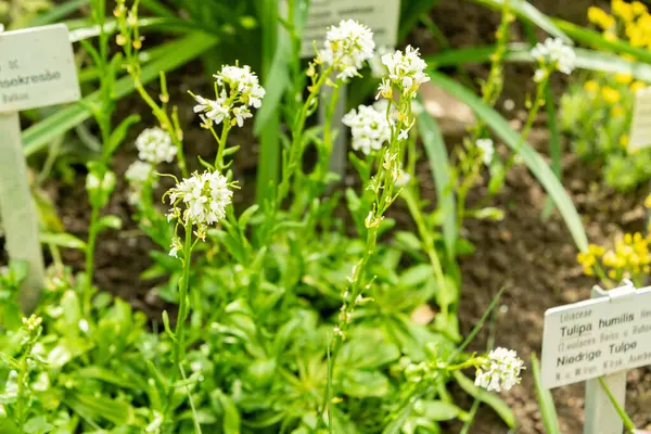 Saint Gallen, İsviçre, 4 Nisan 2025 Arabis Allionii bitkisi botanik bahçesinde.