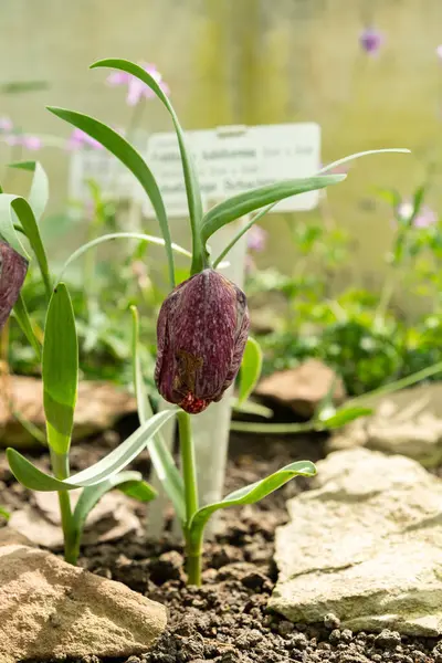 Saint Gallen, İsviçre, 4 Nisan 2025 Fritillaria Tubiforis bitkisi botanik bahçesinde.