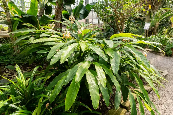 Saint Gallen, İsviçre, 4 Nisan 2025 Alpinia Zerumbet veya botanik bahçesindeki kabuk zencefil bitkisi