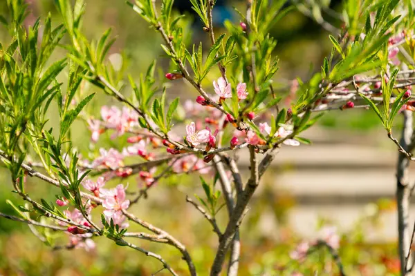 Zürih, İsviçre, 8 Nisan 2025 Prunus Tenella veya botanik bahçesindeki cüce Rus badem bitkisi