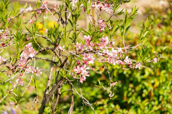 Zürih, İsviçre, 8 Nisan 2025 Prunus Tenella veya botanik bahçesindeki cüce Rus badem bitkisi