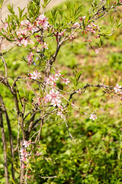 Zürih, İsviçre, 8 Nisan 2025 Prunus Tenella veya botanik bahçesindeki cüce Rus badem bitkisi
