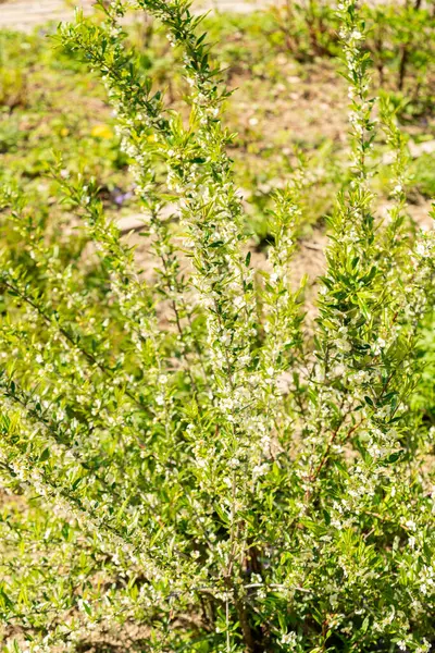 Zürih, İsviçre, 8 Nisan 2025 Botanik Bahçesindeki Prinsepia Uniflora fabrikası