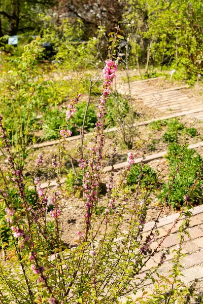 Zürih, İsviçre, 8 Nisan 2025 Prunus Triloba veya botanik bahçesindeki çiçek açan erik bitkisi