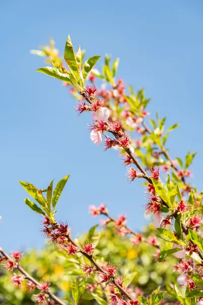 Zürih, İsviçre, 8 Nisan 2025 Prunus Amygdalus Rosella bitkisi botanik bahçesinde