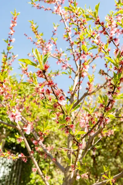 Zürih, İsviçre, 8 Nisan 2025 Prunus Amygdalus Rosella bitkisi botanik bahçesinde
