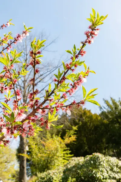 Zürih, İsviçre, 8 Nisan 2025 Prunus Amygdalus Rosella bitkisi botanik bahçesinde