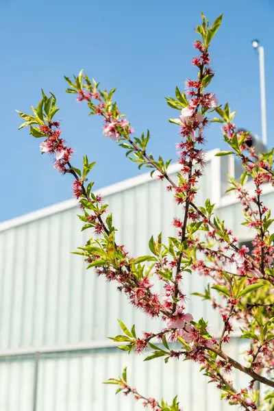 Zürih, İsviçre, 8 Nisan 2025 Prunus Amygdalus Rosella bitkisi botanik bahçesinde