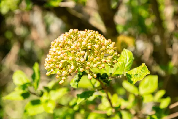 Zürih, İsviçre, 8 Nisan 2025 Viburnum Carlesii var Bitchiuense ya da botanik bahçesindeki odun bitkisi