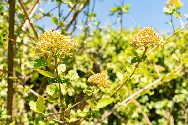 Zürih, İsviçre, 8 Nisan 2025 Viburnum Carlesii var Bitchiuense ya da botanik bahçesindeki odun bitkisi