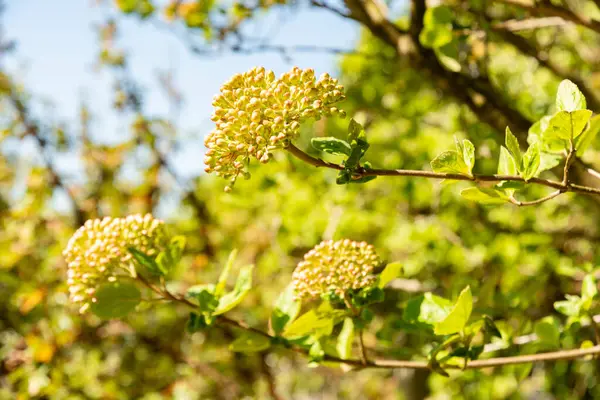 Zürih, İsviçre, 8 Nisan 2025 Viburnum Carlesii var Bitchiuense ya da botanik bahçesindeki odun bitkisi