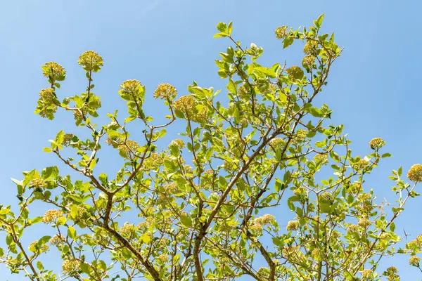 Zürih, İsviçre, 8 Nisan 2025 Viburnum Carlesii var Bitchiuense ya da botanik bahçesindeki odun bitkisi