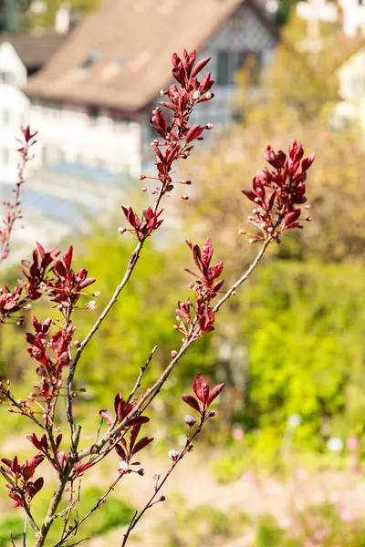 Zürih, İsviçre, 8 Nisan 2025 Prunus X Cistena veya botanik bahçesindeki mor yapraklı kiraz bitkisi