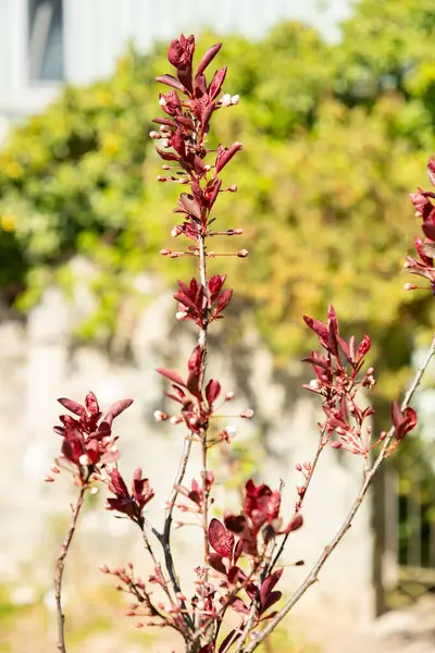 Zürih, İsviçre, 8 Nisan 2025 Prunus X Cistena veya botanik bahçesindeki mor yapraklı kiraz bitkisi
