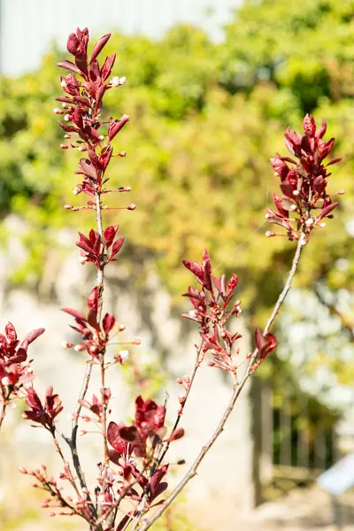Zürih, İsviçre, 8 Nisan 2025 Prunus X Cistena veya botanik bahçesindeki mor yapraklı kiraz bitkisi
