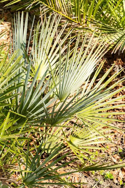 Zürih, İsviçre, 8 Nisan 2025 Chamaerops Humilis Argentea veya botanik bahçesindeki Avrupa hayran palmiyesi