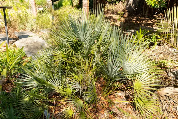 Zürih, İsviçre, 8 Nisan 2025 Chamaerops Humilis Argentea veya botanik bahçesindeki Avrupa hayran palmiyesi